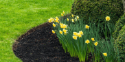 Black Mulch